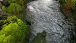 Melancong ke Ketchikan, Kota Penghasil Salmon Terbesar di Dunia