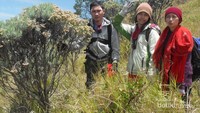 Narsis di padang sabana