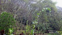 Pemandangan di Kampoeng Kopi Banaran (Randy/detikTravel)