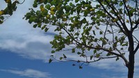 Pantai Kuta yang wajib dikunjungi