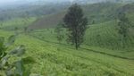 Melepas Penat Sejenak di Perkebunan Teh Subang