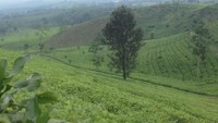 Keindahan dan sejuknya perkebunan teh di area Tea Garden Resort ini