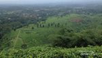 Melepas Penat Sejenak di Perkebunan Teh Subang