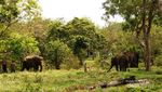 Melihat Aksi Gajah Menggemaskan di Way Kambas, Lampung