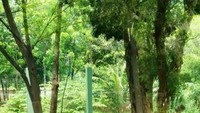 Singa putih yang langka dari Afrika