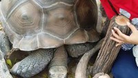 Penulis dan kura kura raksasa Aldabra yang baru berumur 70 tahun