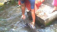 Penampakan ikan Moa yang jarang sekali terlihat