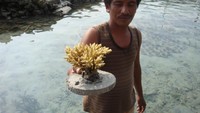 Pak Deni dan terumbu hasil budi daya miliknya (dok. Putri/detikTravel)