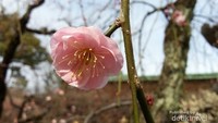 Bunga Ume Pink