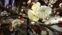 Bunga Ume putih di Kitano Temangu Shrine