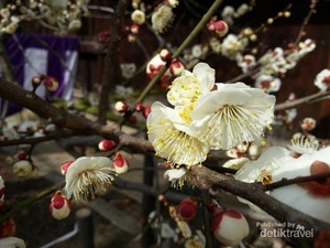 Melihat Bunga Ume Saat Musim Semi di Jepang