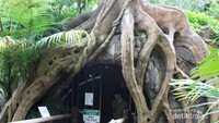 Gua buatan untuk habitat cacing berkilau