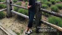 Pengunjung berfoto dengan latar belakang hamparan bunga