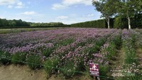 Hamparan bunga Lavender di Furano