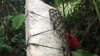 Pencari Sagu di Siberut