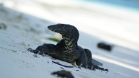 Biawak jalan-jalan di pantai