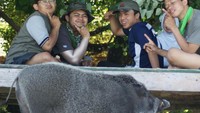 Babi Hutan dengan Traveler