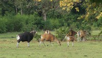 Banteng Jawa di Cidaon