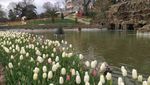 Melihat Indahnya Tulip di Negara Asalnya