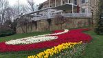 Melihat Indahnya Tulip di Negara Asalnya