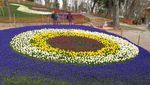 Melihat Indahnya Tulip di Negara Asalnya