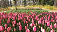 Meskipun masih kuncup, bunga tulip di Emirgan Park memberikan pesona yang tidak ada habisnya.