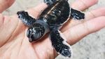 Melihat Kehidupan Penyu Lebih Dekat di Derawan