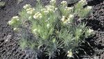 Melihat Keindahan Bunga Edelweiss di Gunung Rinjani