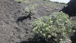 Melihat Keindahan Bunga Edelweiss di Gunung Rinjani