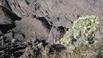 Melihat Keindahan Bunga Edelweiss di Gunung Rinjani