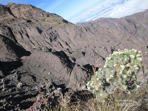 Melihat Keindahan Bunga Edelweiss di Gunung Rinjani
