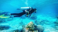 Scuba Diving di laut Wakatobi