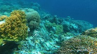 Kecantikan Bawah Laut Wakatobi