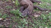 Komodo adalah hewan purba terakhir yang masih ada hingga saat ini