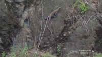 Anak komodo mendaki tebing bebatuan agar terhindar dari predator pemangsa