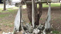Tulang belulang mangsa hewan yang tidak tercerna di perut komodo