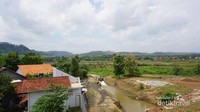 Hamparan sawah di sebelah Jembatan Kali Kuto