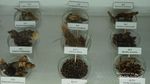 Melihat Museum Teh Herbal di Negeri Jiran
