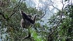 Melihat Primata yang Terancam Punah di Gunung Gede