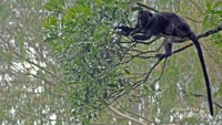 Lutung jawa (Trachypitheus auretus) atau javan gibbon atau javan leaf monkey sedang mencari makan berupa daun-daunan di sekitar jalur interpretasi yang mengarah ke Curug Ciwalen di kawasan Taman Nasional Gunung Gede-Pangrango (TNGGP) Jawa Barat.
