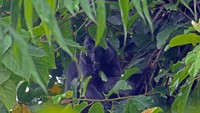 Lutung jawa (Trachypitheus auretus) atau javan gibbon atau javan leaf monkey sedang mencari makan berupa daun-daunan di sekitar jalur interpretasi yang mengarah ke Curug Ciwalen di kawasan Taman Nasional Gunung Gede-Pangrango (TNGGP) Jawa Barat.