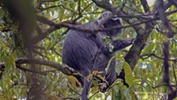 Lutung jawa (Trachypitheus auretus) atau javan gibbon atau javan leaf monkey sedang mencari makan berupa daun-daunan di sekitar jalur interpretasi yang mengarah ke Curug Ciwalen di kawasan Taman Nasional Gunung Gede-Pangrango (TNGGP) Jawa Barat.