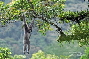 Melihat Primata yang Terancam Punah di Gunung Gede