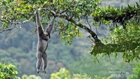 Seekor owa jawa (Hylobates moloch) bergelantungan dari dahan kedahan lain untuk mencari makan di kawasan hutan hujan tropis Taman Nasional Gunung Gede Pangrango, Jawa Barat. Owa Jawa merupakan salah satu satwa endemik jawa yang ada di Gunung Gede.