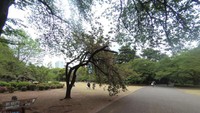 Shinjuku Gyoen National Park