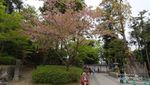 Melihat Sakura yang Mekar Belakangan