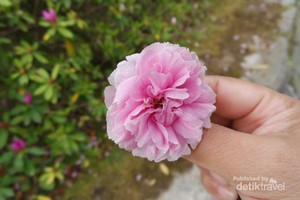 Melihat Sakura yang Mekar Belakangan