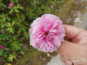 Melihat Sakura yang Mekar Belakangan