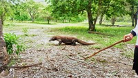 Salah satu komodo yang sedang melintas