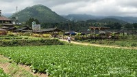 Kebun sawi petani di lereng Bromo